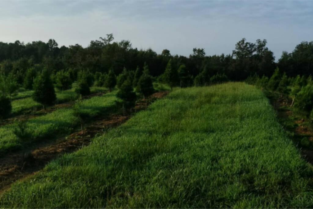 Rural Life On A Real Christmas Tree Farm! Hallmark Experience! Ozark Extérieur photo