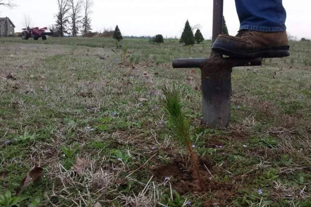 Rural Life On A Real Christmas Tree Farm! Hallmark Experience! Ozark Extérieur photo