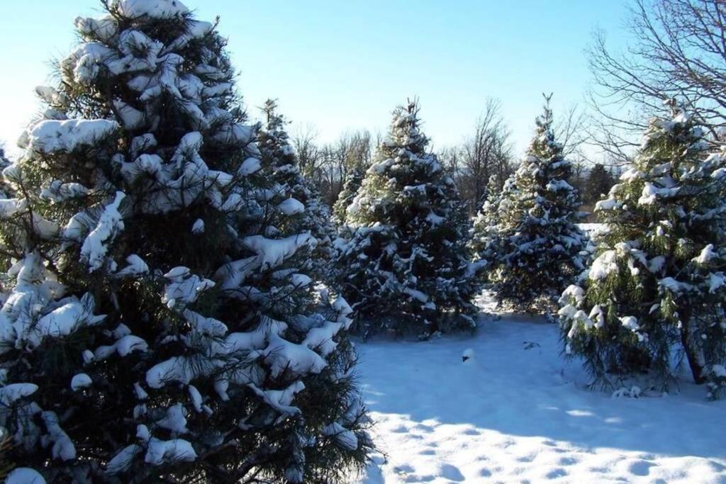 Rural Life On A Real Christmas Tree Farm! Hallmark Experience! Ozark Extérieur photo