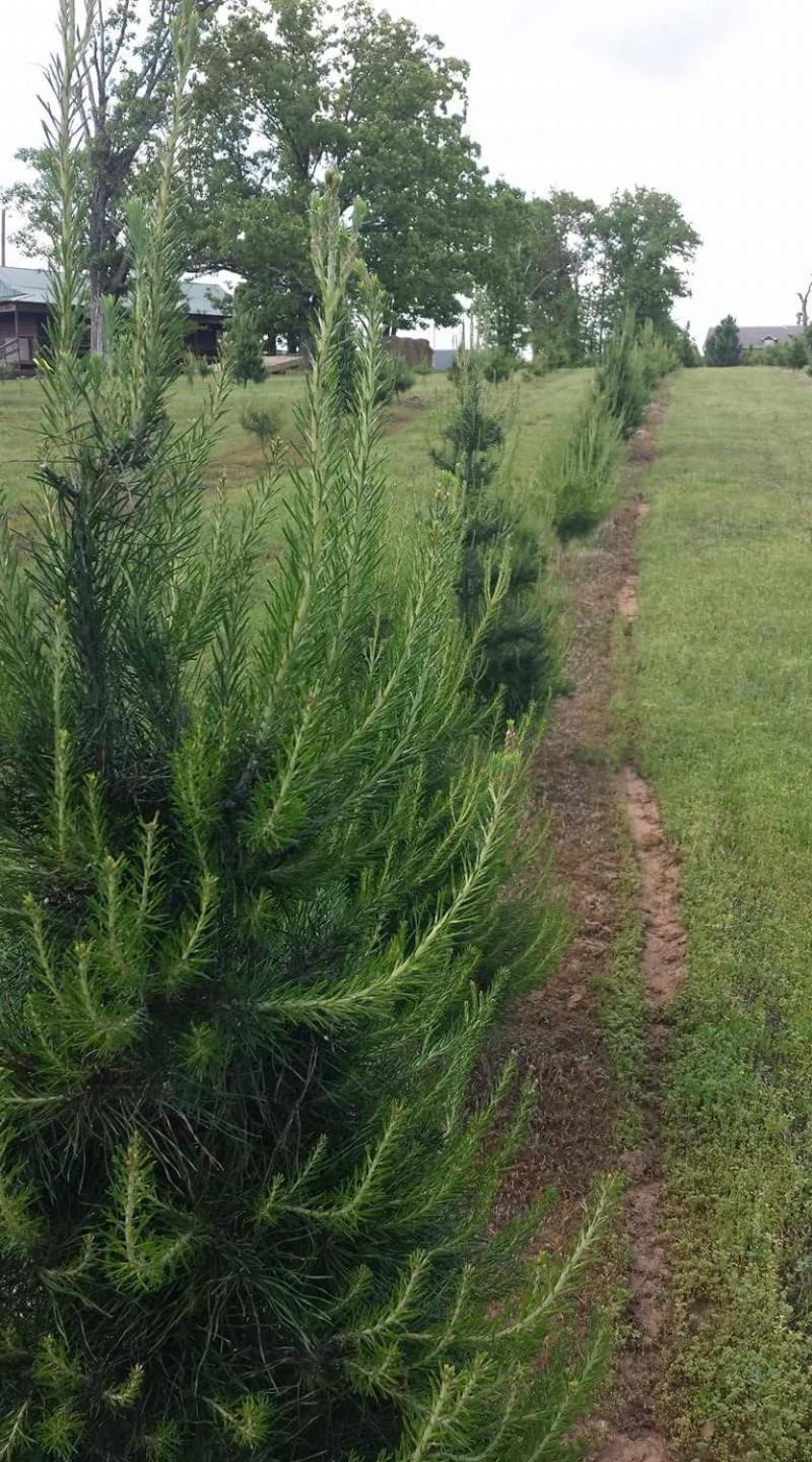 Rural Life On A Real Christmas Tree Farm! Hallmark Experience! Ozark Extérieur photo