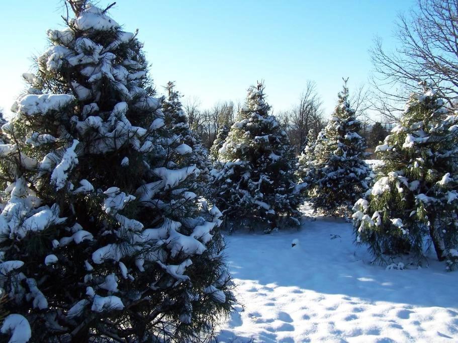 Rural Life On A Real Christmas Tree Farm! Hallmark Experience! Ozark Extérieur photo