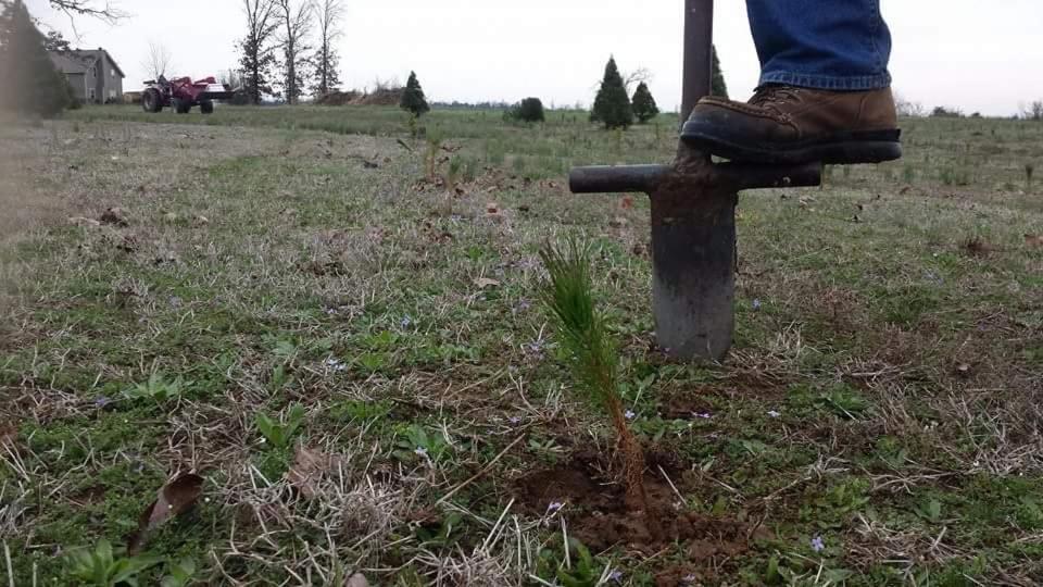 Rural Life On A Real Christmas Tree Farm! Hallmark Experience! Ozark Extérieur photo