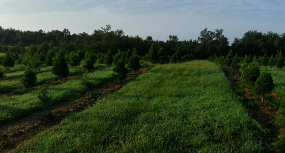 Rural Life On A Real Christmas Tree Farm! Hallmark Experience! Ozark Extérieur photo